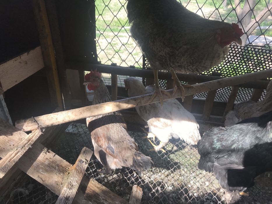 Куры                 .