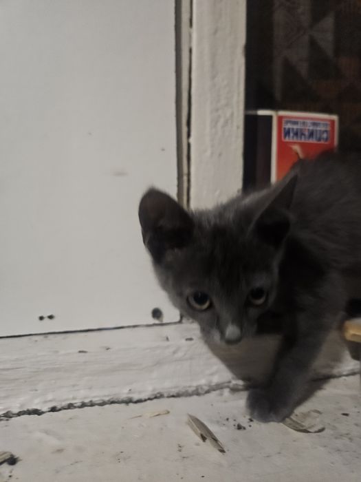 Ищем дом для котёнка!