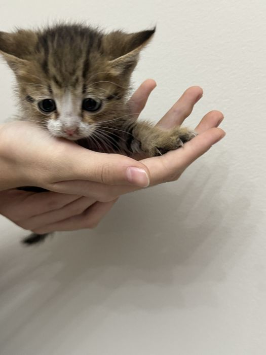 Кошка глазы голубые красивый мальчик