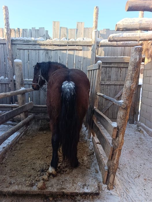 Продам жеребца на племя