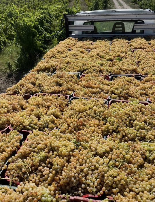 Struguri de vin producator