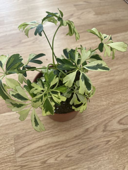 Комнатные растения