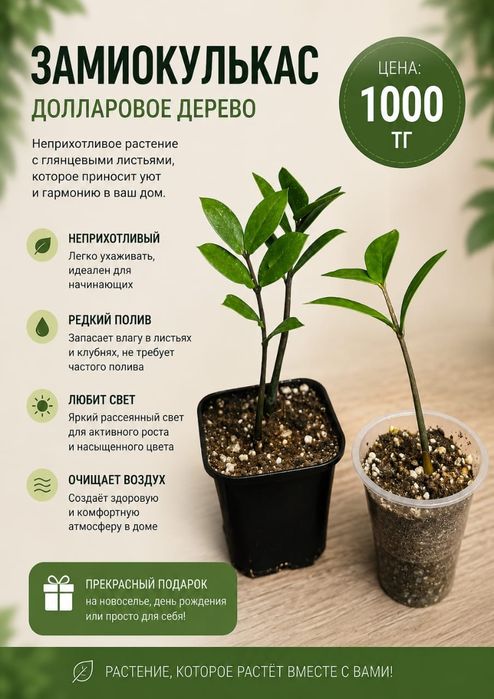 Разные домашние цветы