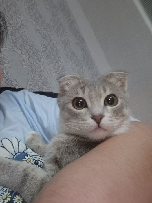 Отдам в добрые руки