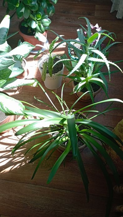 Комнатные растения