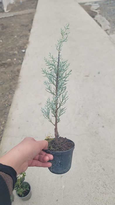 Аризониский кепарис