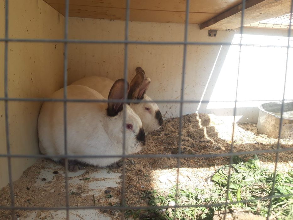 Продаётся кролики Калифорнийские