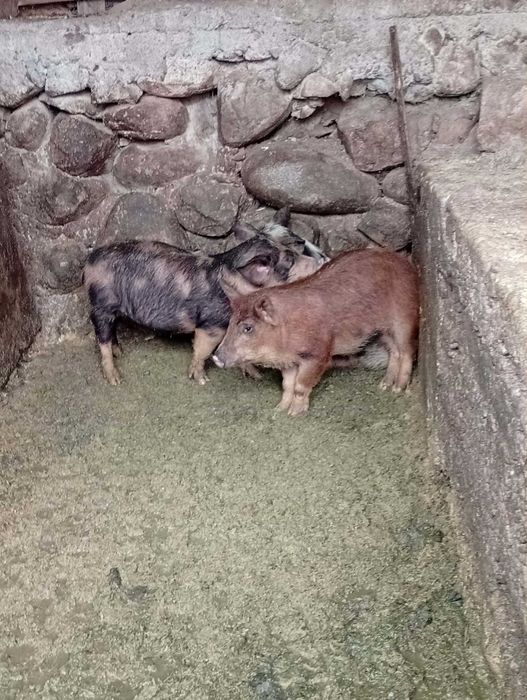 Малки прасенца на 90дни