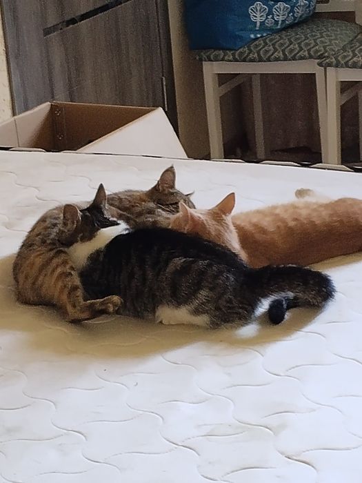 Отдам Котов в добрые руки