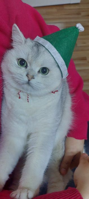 СРОЧНО!!! Продаётся Серебристая Шиншилла Ns11