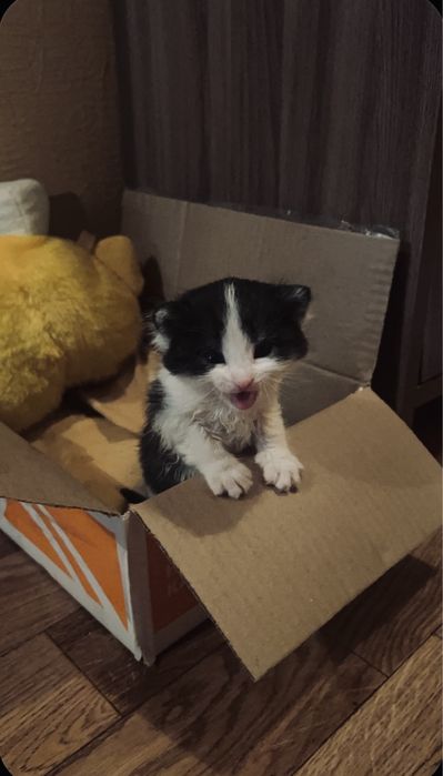 Ищем кормящую маму кошку или хозяина котенку
