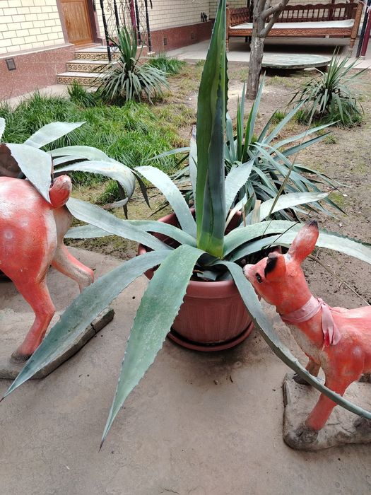 Kotta Agavalar sotiladi