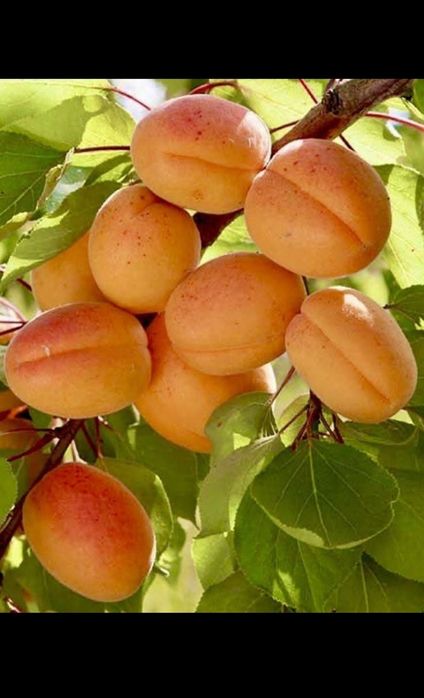 Vând pomi fructiferi