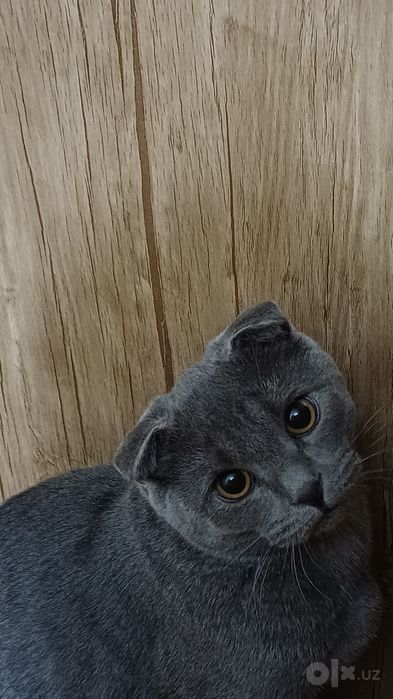 Вязка. Кико,10 месяцев. Шотландский, вислоухий