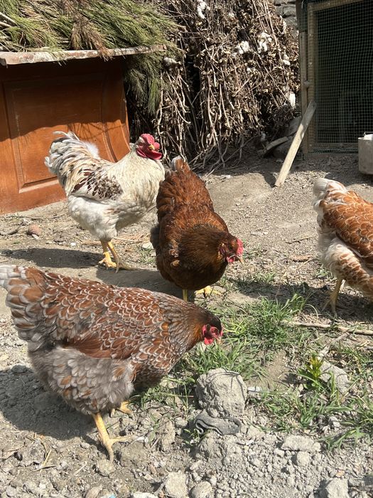 Вияндот серий золото