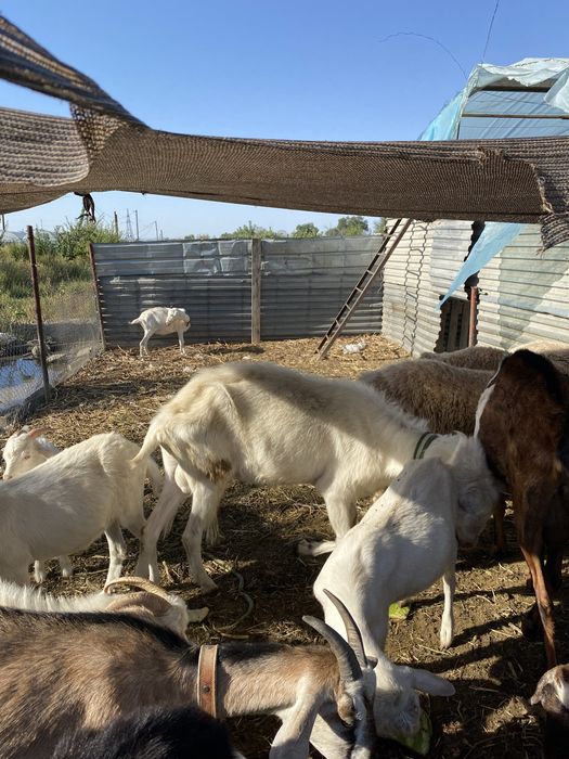 Продам козлов производителей