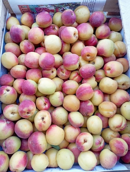 Masturbates va cums yaqindan