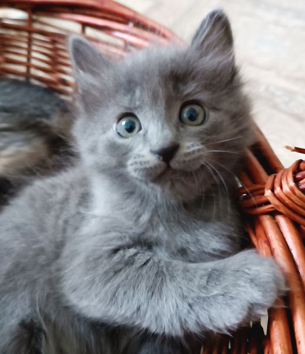 Котята породы Нибелунг