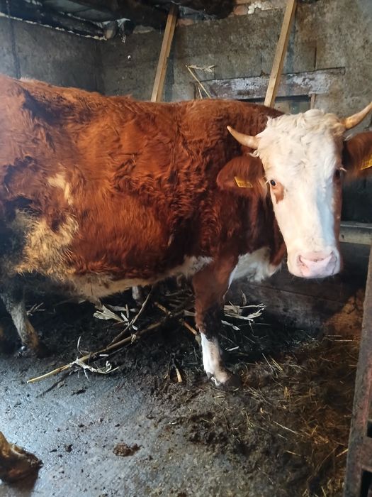 Junincă la prima fătare