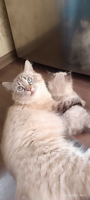 Продам кошку срочно!