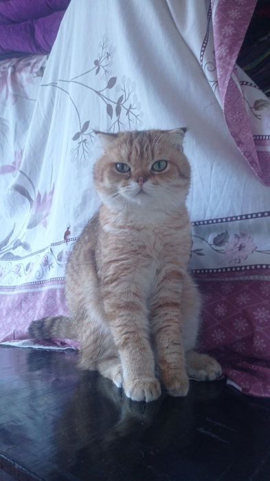 Mushuk sotiladi zalatoy shinshila Fold