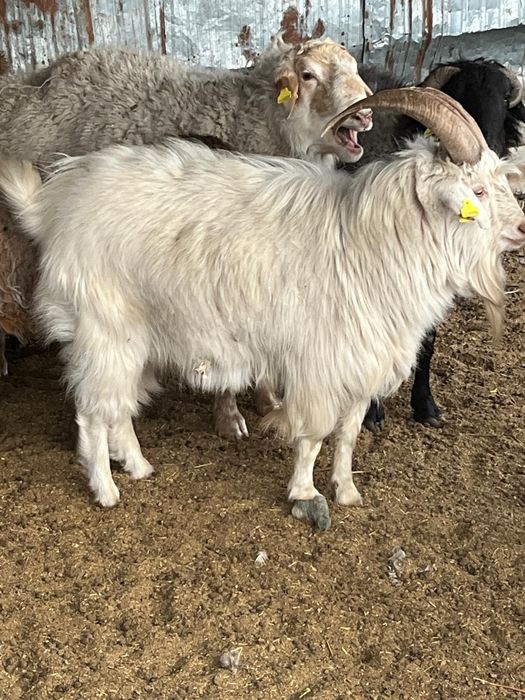 Қошқар , Теке сатылады