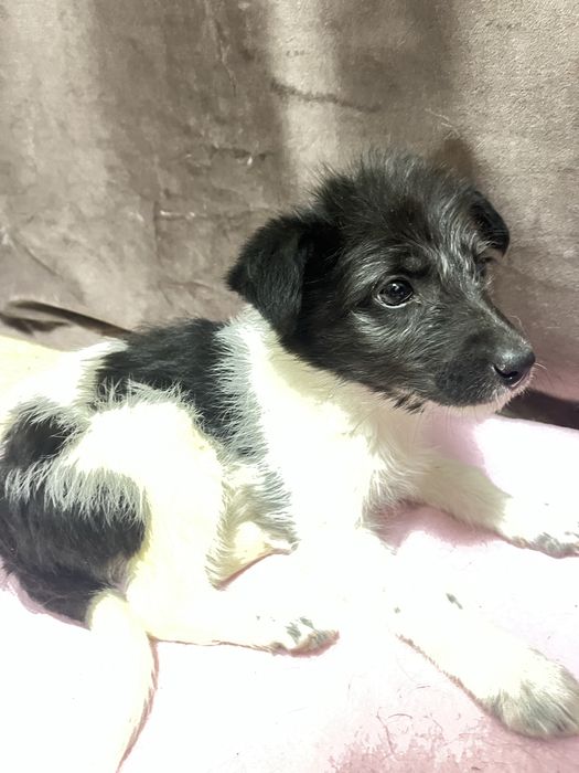 Отдам щенка девочку