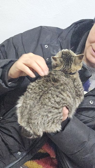 Отдам котёнка бобтейл 6 месяцев