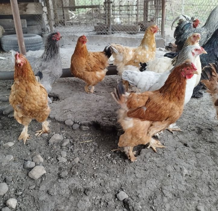 Vând rate și gaini