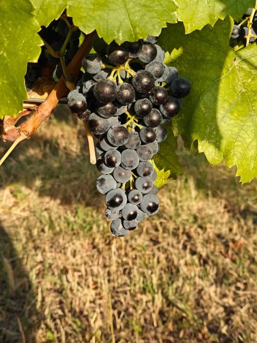 Struguri vin Otonel Cabernet Sauvignon Blanc Feteasca Regala Neagra Sarba Odobesti Merlot