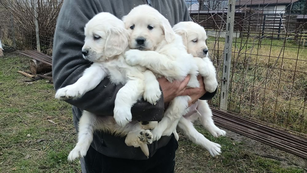 Băiețel Golden Retriever cu Pedigree FCI
