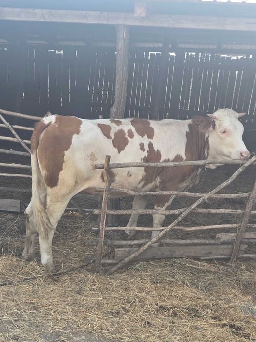 Vaca de vanzare cu vitel!