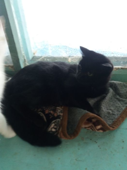 Кошка СТЕРИЛизованная