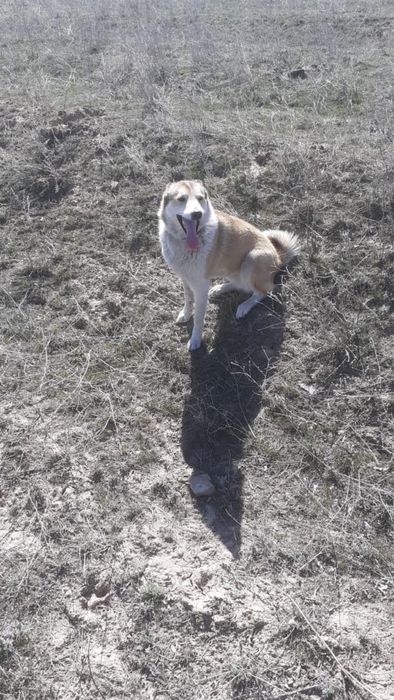 Продам собаку Лайку