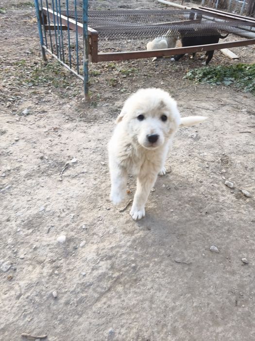 Отдам щенков в хорошие руки