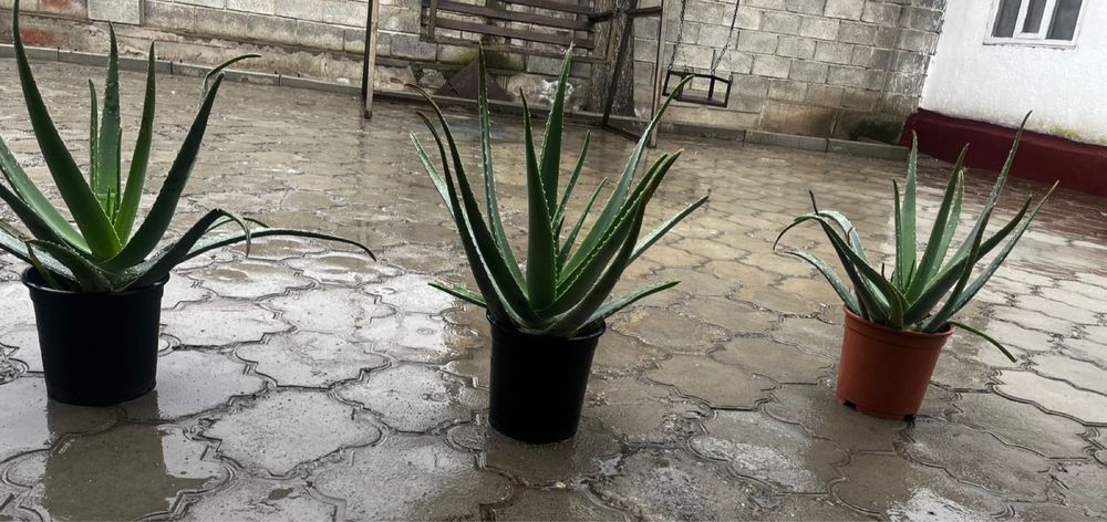 Алое 6-7 жылдык,емге жаксы