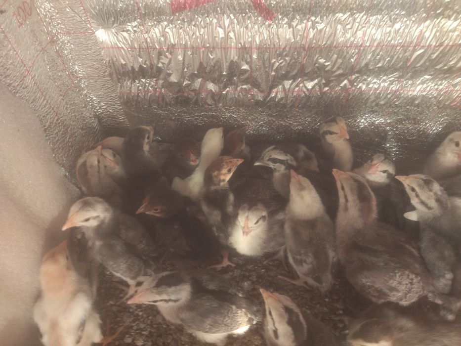 Цыплята Борковская