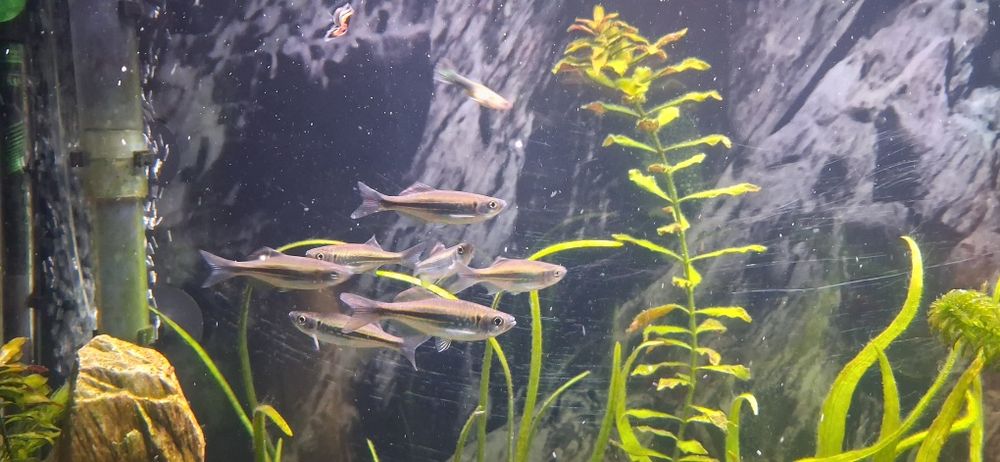 Продам Данио Малабарский