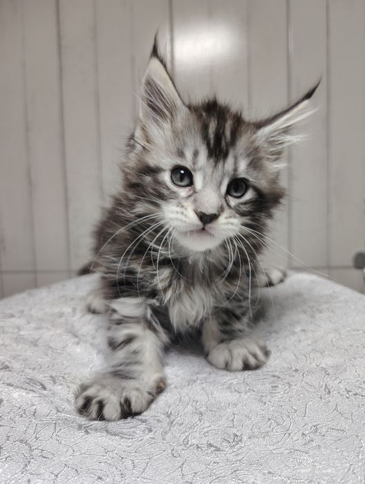 Котята мейнкун полтора месяца