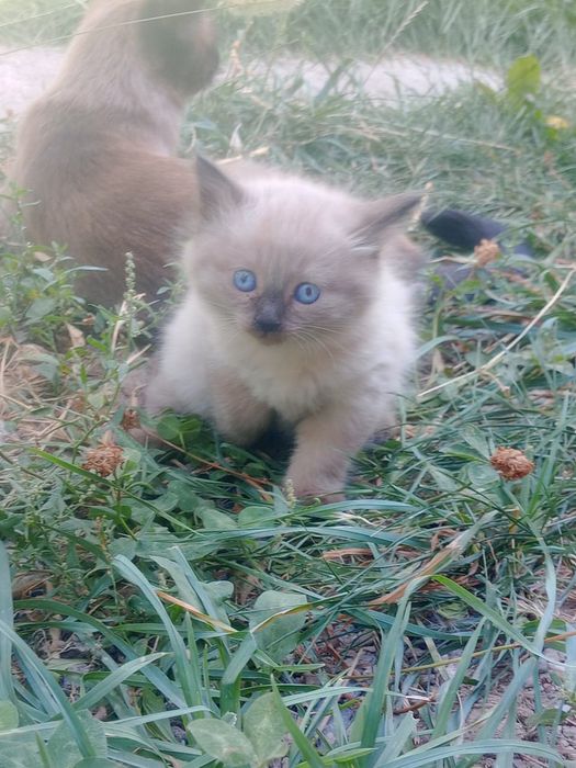 Сиамские котята 1 месяц. Игривый мальчик и ласковая девочка