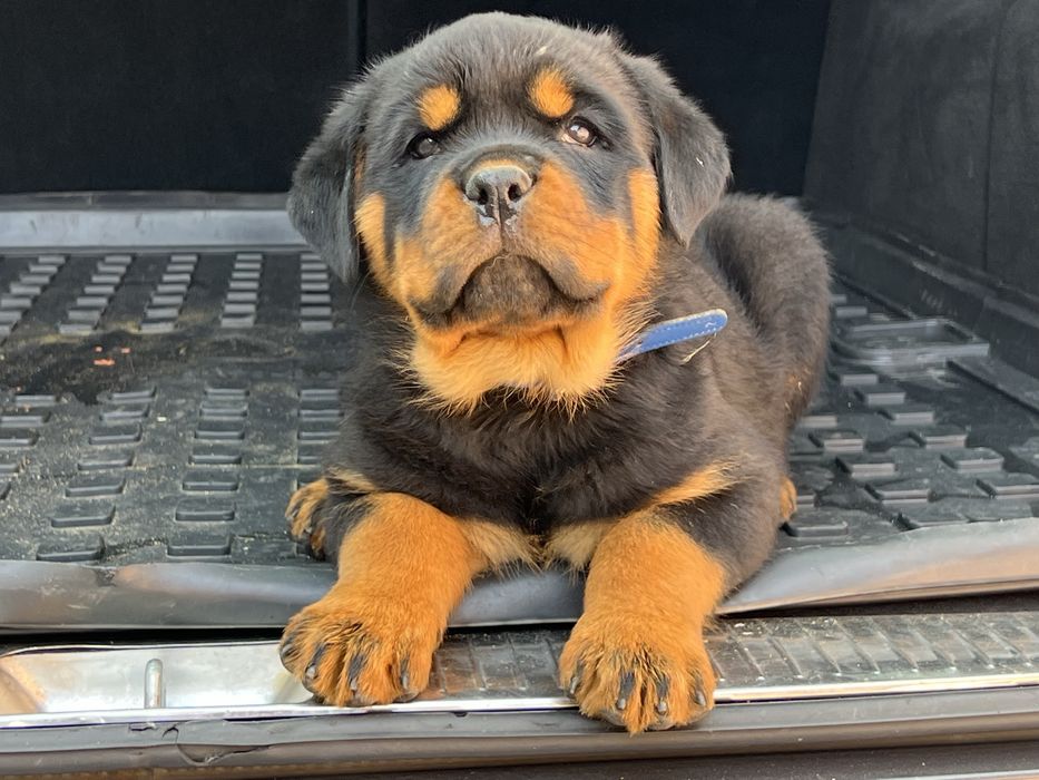 Pui rottweiler cu Pedigree Talie mare