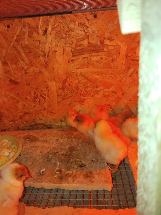 Продам Циплят несушки