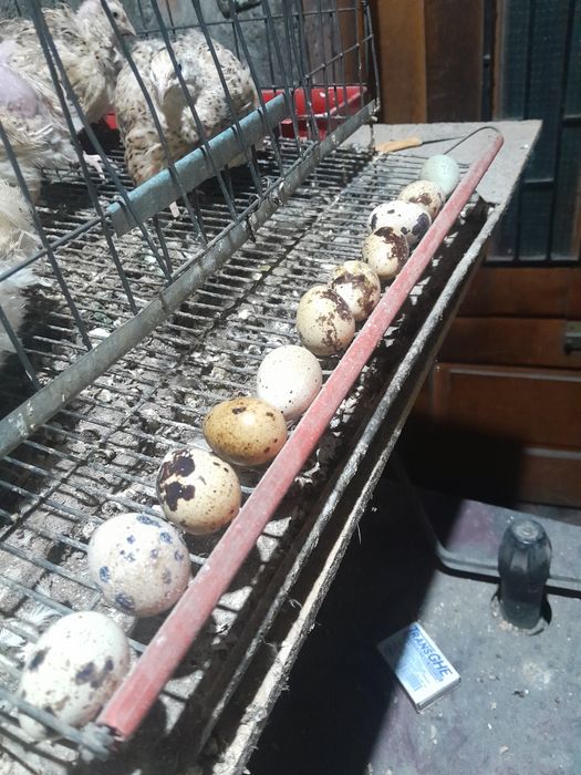 Prepelite de vânzare