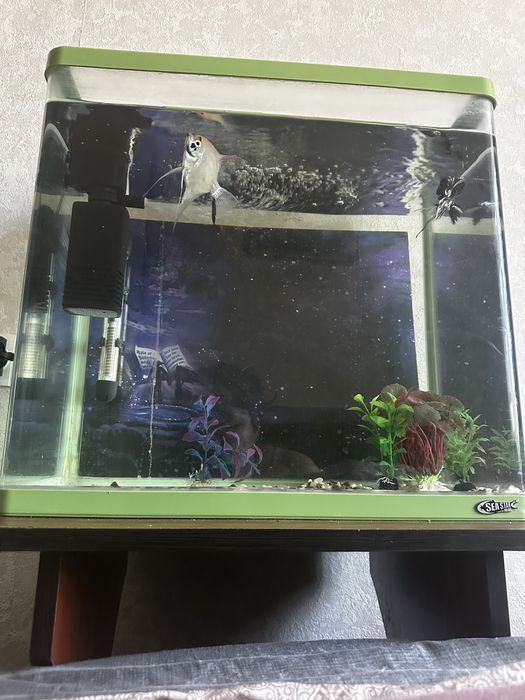 Аквариум вместе с рыбами