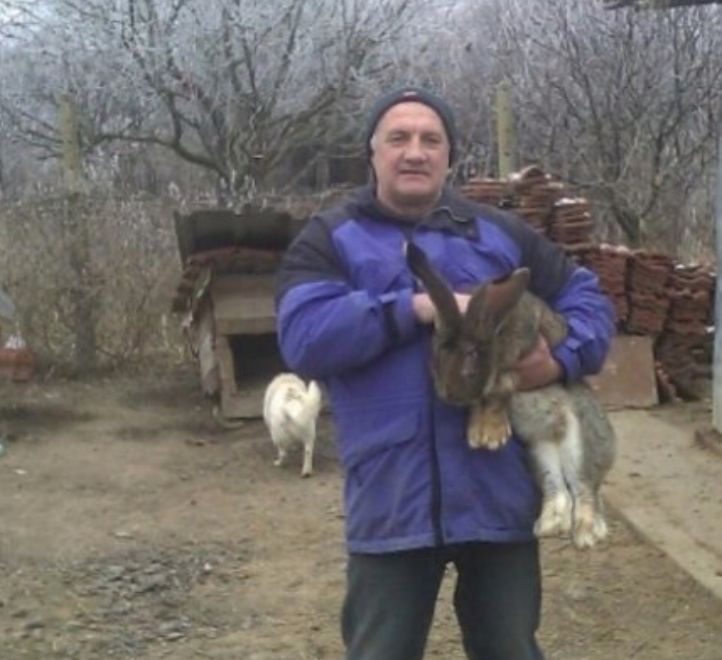 Продавам зайци порода БЕЛГИЙСКИ ВЕЛИКАН чистокръвни,цена по договаряне