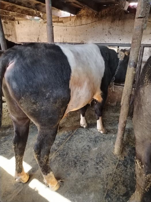 Бык и тёлка хорошие откормленные