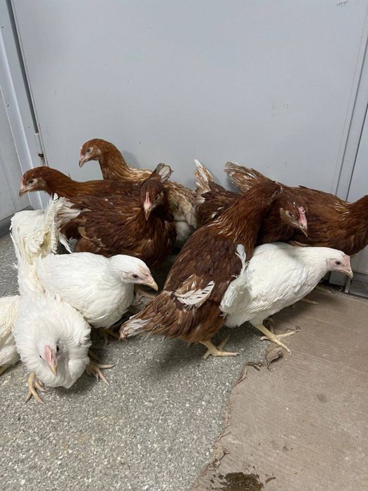 Несушка корал и уайт