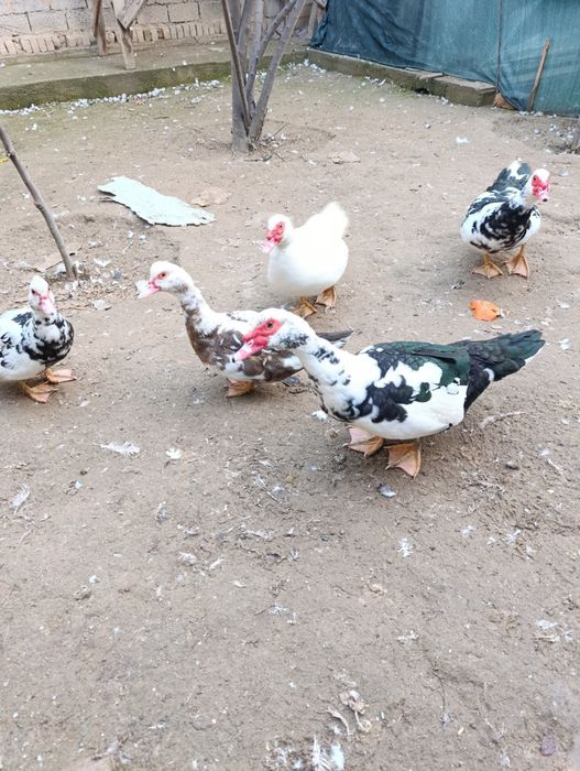 Indutkala sotiladi soglom 3ta erkak 3ta urgochj