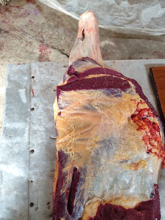 Соғым/ет/жылқы/согым