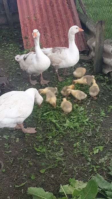Vând gâscă, cu 10 pui.Puii sunt trecuți de 3 săptămâni.